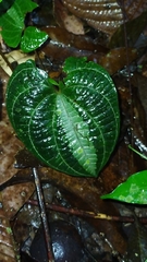 Dioscorea dodecaneura
