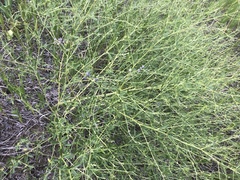 Cycloloma atriplicifolium