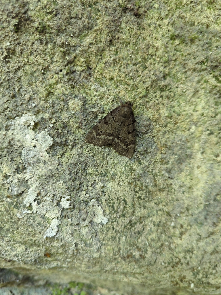 Obscure Underwing