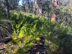 Caustis blakei macrantha