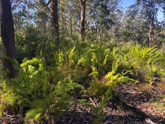 Caustis blakei macrantha