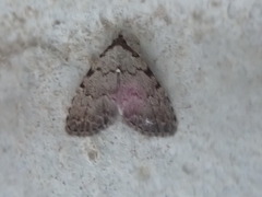 Dyspyralis puncticosta