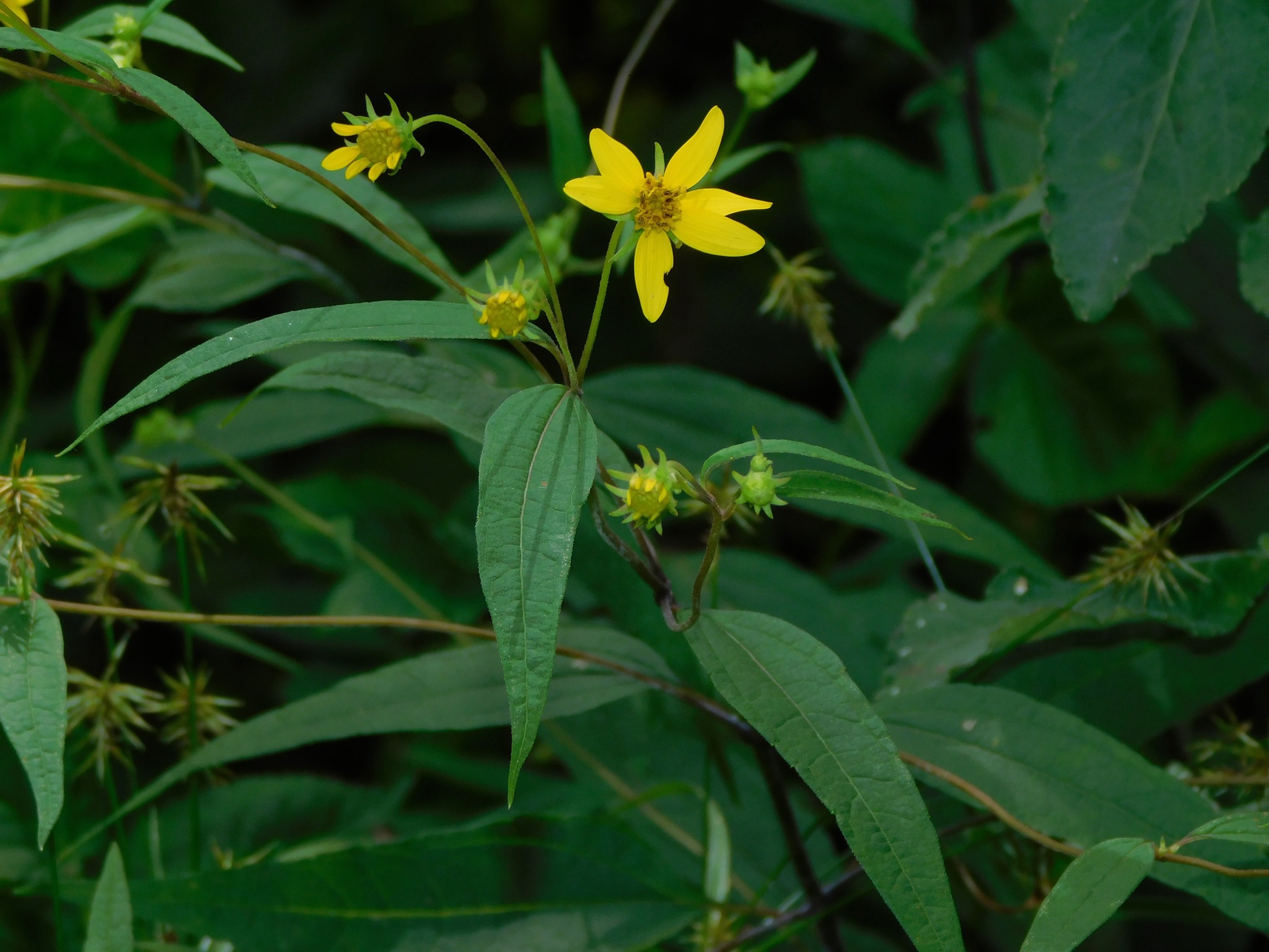 Helianthus microcephalus