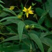 Small Woodland Sunflower - Photo (c) Michael J. Papay, some rights reserved (CC BY), uploaded by Michael J. Papay
