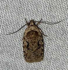 Agonopterix curvilineella