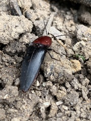 Parallelostethus attenuatus