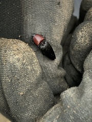 Parallelostethus attenuatus