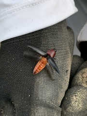 Parallelostethus attenuatus