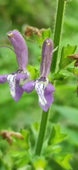 Salvia forskaehlei