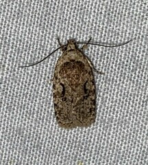 Agonopterix curvilineella