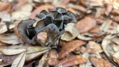 Craterellus fallax image