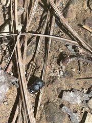 Onthophagus hecate