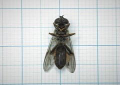 Xylota sylvarum