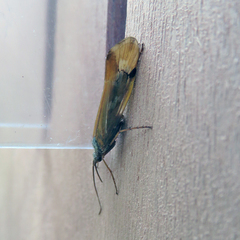 Limnephilus binotatus