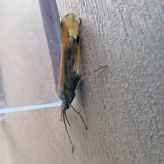 Limnephilus binotatus