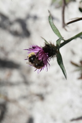 Bombus pratorum