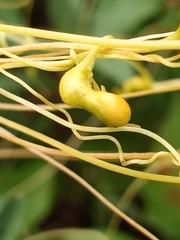 Smicronyx sculpticollis