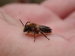 Melitta haemorrhoidalis