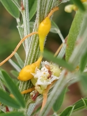 Smicronyx sculpticollis