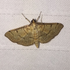 Herpetogramma theseusalis