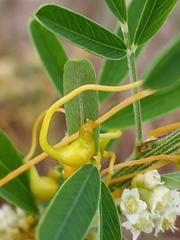 Smicronyx sculpticollis