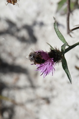 Bombus pratorum