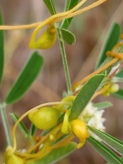 Smicronyx sculpticollis