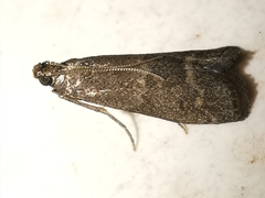 Eccopisa effractella