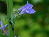 Downy Lobelia - Photo (c) Michael J. Papay, some rights reserved (CC BY), uploaded by Michael J. Papay