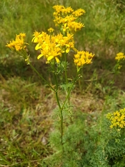 Jacobaea adonidifolia