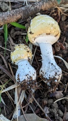 Amanita orientigemmata