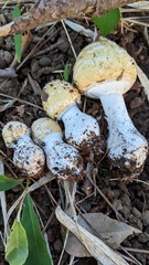 Amanita orientigemmata