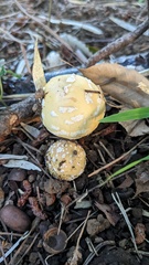 Amanita orientigemmata