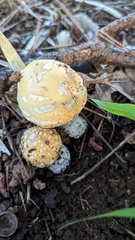 Amanita orientigemmata