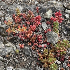 Sedum divergens