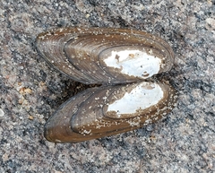 Elliptio complanata