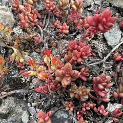 Sedum divergens