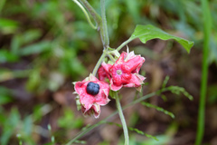 Clerodendrum canescens
