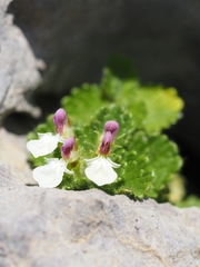 Teucrium pyrenaicum pyrenaicum