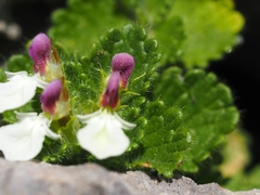 Teucrium pyrenaicum pyrenaicum