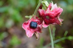 Clerodendrum canescens