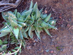 Crassula capitella thyrsiflora