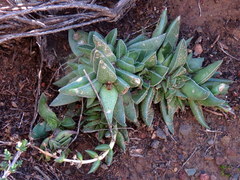 Crassula capitella thyrsiflora