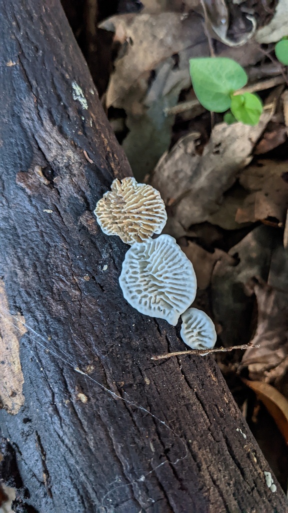 Daedaleopsis styracina