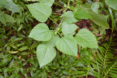 Clerodendrum canescens