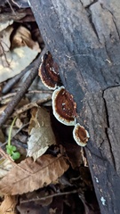 Daedaleopsis styracina