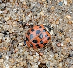 Harmonia axyridis