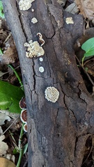 Daedaleopsis styracina