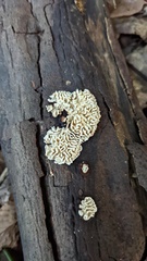 Daedaleopsis styracina