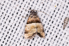 Cobubatha dividua